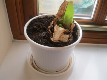 My Amaryllis plant is growing again